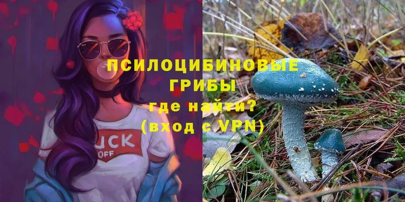 закладки  Власиха  Галлюциногенные грибы Psilocybe 